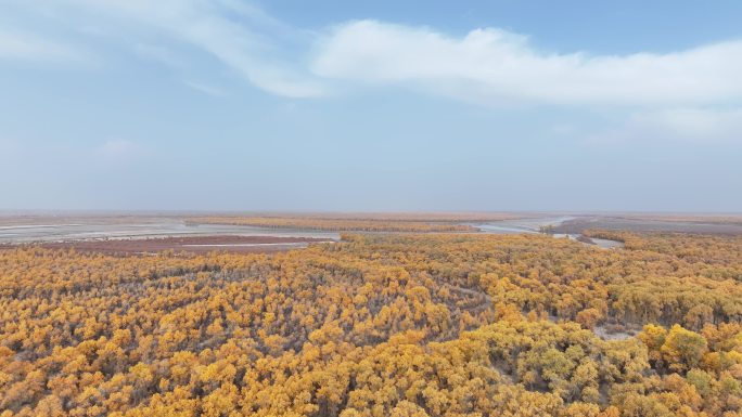 航拍金色胡杨林全景