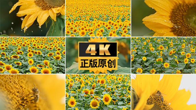 向日葵花海 蜜蜂采蜜 金色向日葵花田风景