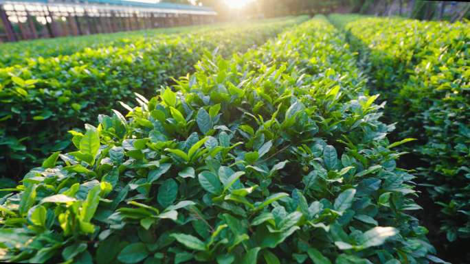 茶园 茶厂 茶叶 茶树