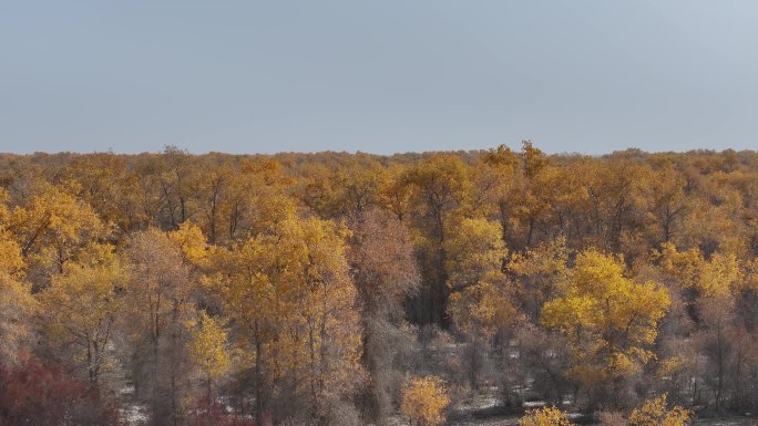 金色胡杨林秋景航拍