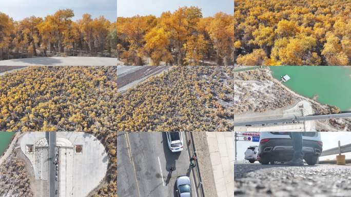 新疆阿克苏沙雅县胡杨林