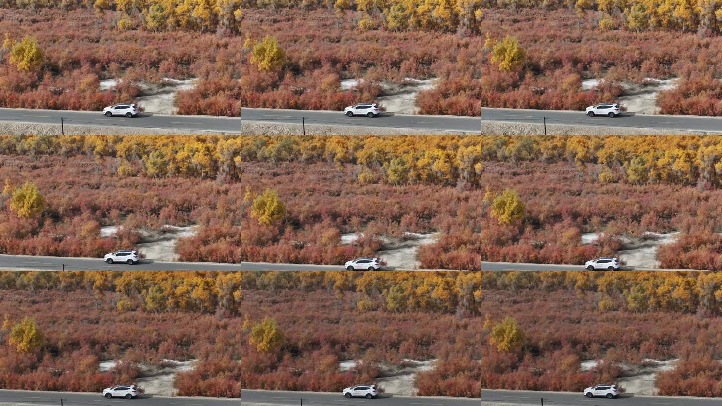 秋日红叶林自驾风光