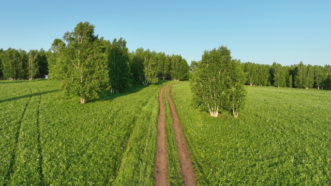 乡间小路绿色草甸风光