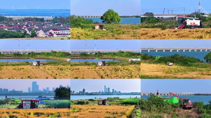 高铁与金色稻田收割机作业