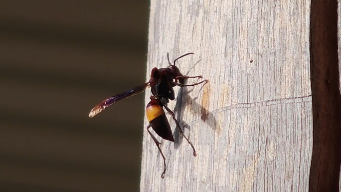 爪哇黑盾蚁在树上。