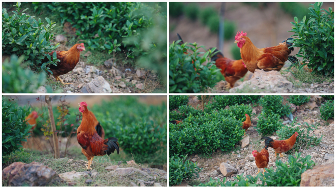 散养土鸡群觅食场景