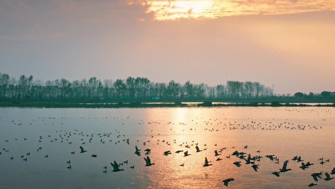 4K夕阳晚霞湖面群鸟飞翔 湖面飞鸟