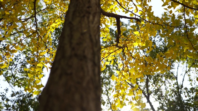 秋日阳光银杏叶，金黄银杏树林道