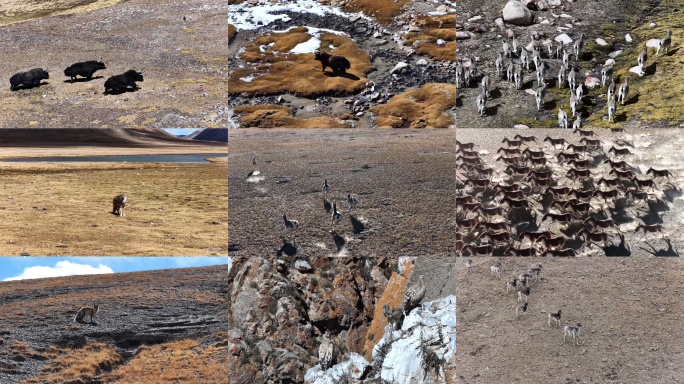 无人区野生动物野牦牛野驴狼藏狐藏原羚