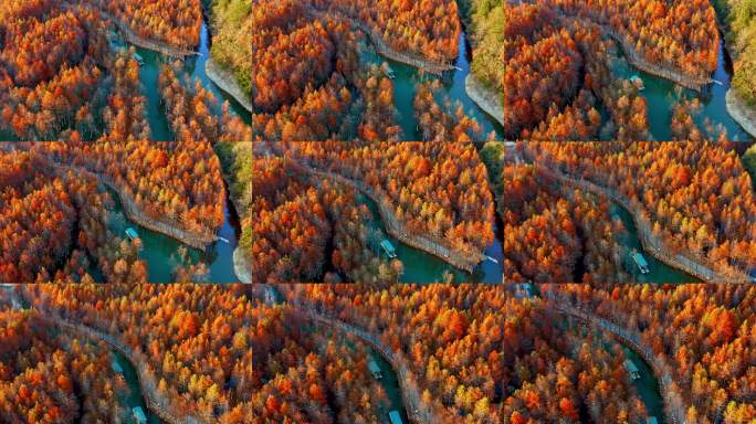 安徽宣城皖南川藏线方塘落羽杉林秋季水杉林