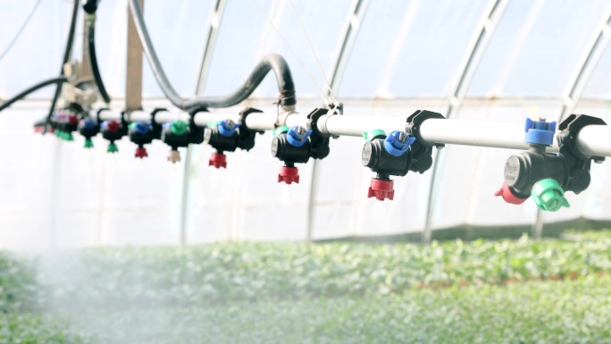 西瓜苗培育、洒水、节水、喷灌