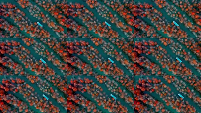 秋季安徽宣城皖南川藏线方塘落羽杉林与小船