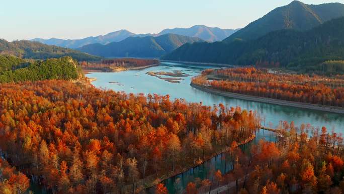 秋日的安徽宣城宁国皖南川藏线方塘落羽杉林