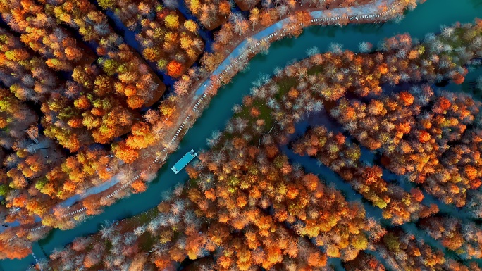 秋季安徽宣城皖南川藏线方塘落羽杉林与小船