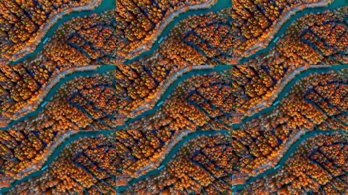 秋季安徽宣城皖南川藏线方塘落羽杉林与小船