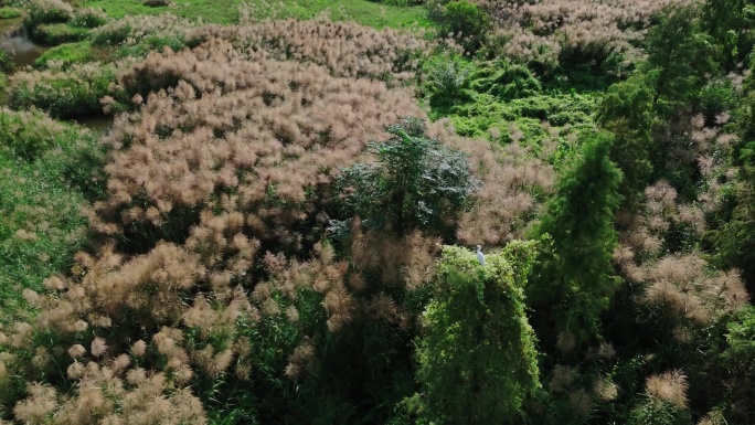 信宜高城水库   风吹芦苇荡自然景观