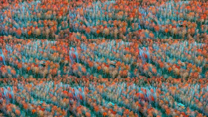 安徽宣城皖南川藏线方塘落羽杉林秋季水杉林