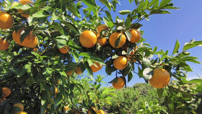丰收橘子园挂满枝头 阳光橙子果园采摘季