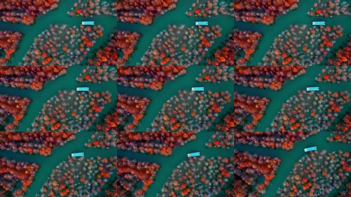 秋季安徽宣城皖南川藏线方塘落羽杉林与木筏