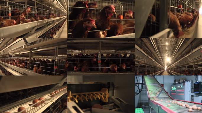 养鸡场 乡村振兴