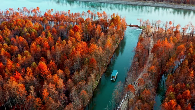 安徽宣城皖南川藏线方塘落羽杉林秋季水杉林
