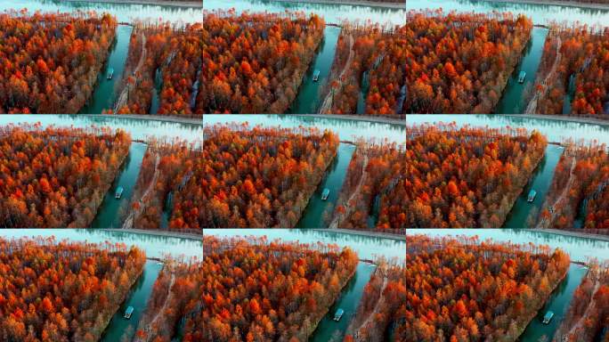 安徽宣城皖南川藏线方塘落羽杉林秋季水杉林