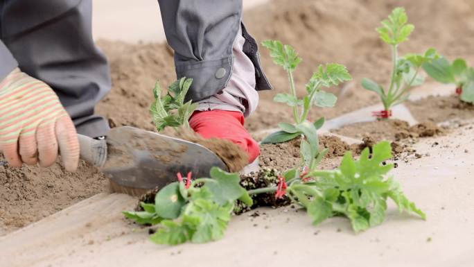 西瓜苗栽种 大棚
