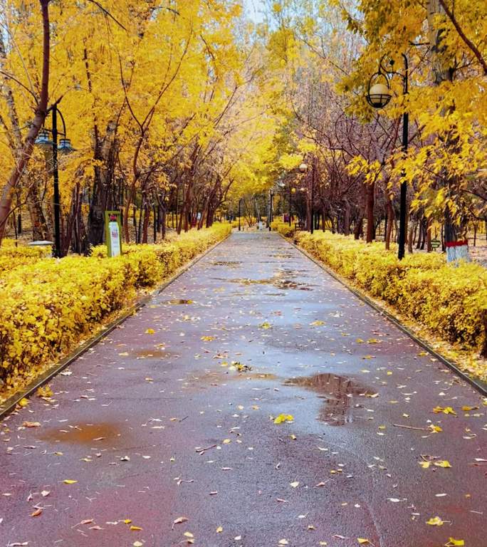 四季公园小路风景