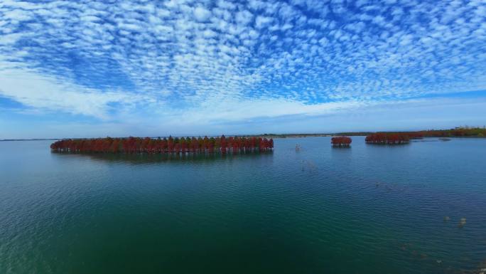 4K水上红杉林 秋日水边栈道