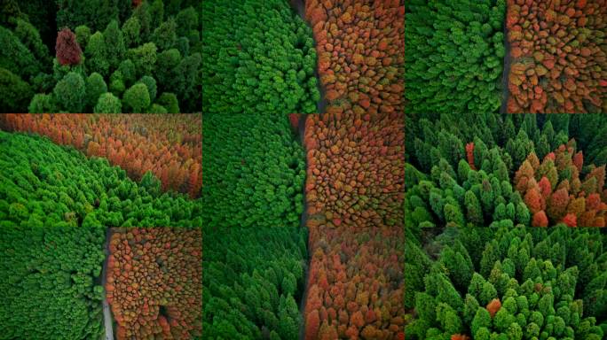重庆航拍：山王坪森林公园平分秋色柳杉杉树