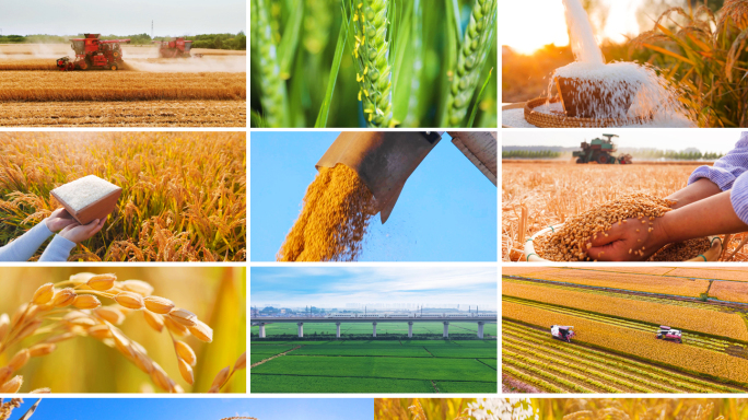 农业 粮食 大米小麦农作物丰收合集