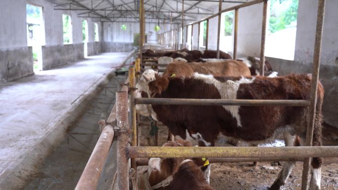 养殖场牛群实拍 肉牛养殖基地画面