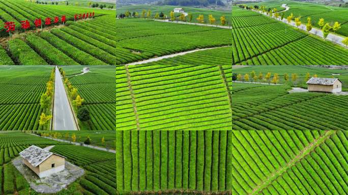 4k 航拍贵州高山茶园