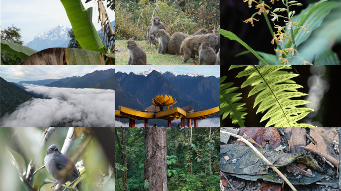墨脱自然空镜—雪山雨林生物多样性