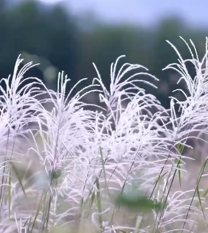 风中摇曳的白色芦苇