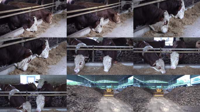 养殖场牛群实拍 肉牛养殖基地画面