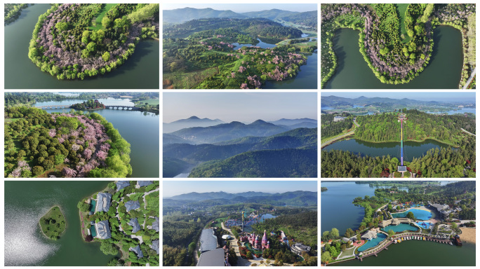 南京银杏湖乐园春天晨雾樱花盛开