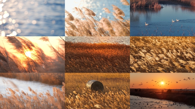 芦苇 芦苇荡 卢苇草 芦苇夕阳 芦苇湖