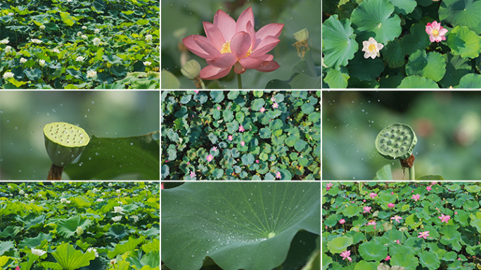 蜻蜓 荷花 荷塘蜻蜓与莲花特写 夏天夏季