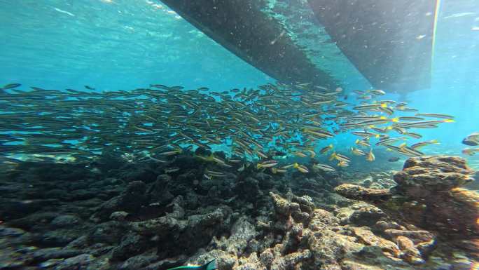 海底鱼群大迁徙