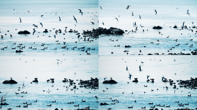 唯美海鸥飞翔升格空镜头