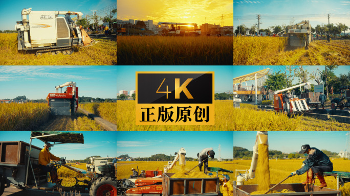 水稻收割带原声 农业机械化 稻田丰收农忙