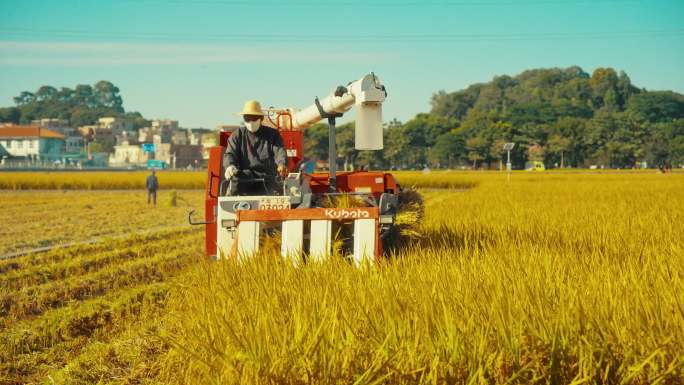 水稻收割带原声 农业机械化 稻田丰收农忙