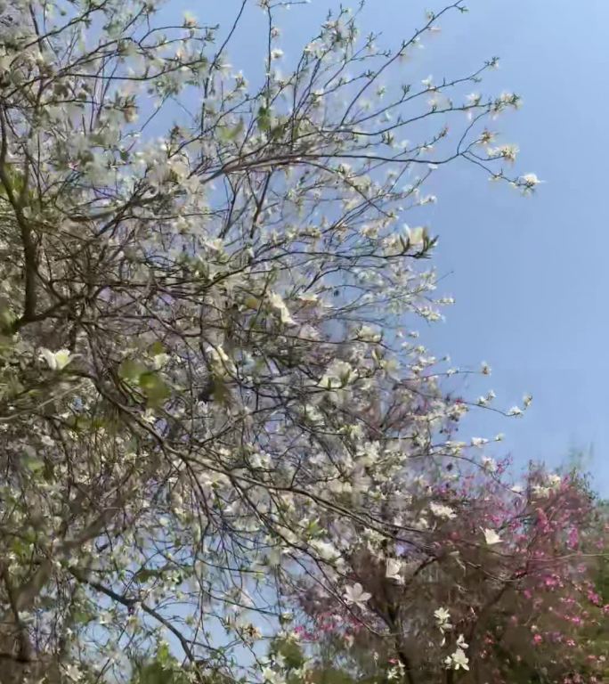 春日白花满枝头随风摇曳