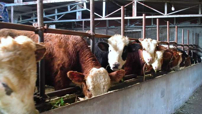 牛棚养殖日常肉牛喂养场景