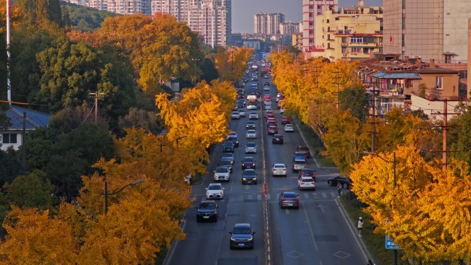 芜湖九华中路城市秋日金黄大道