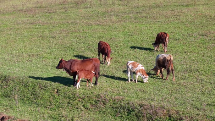 毛菇山草原黄牛牛群吃草航拍60帧素材A