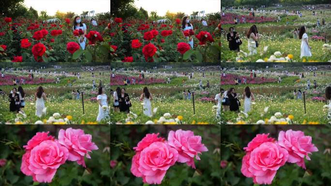 月季花海 西流湖公园 玫瑰花田