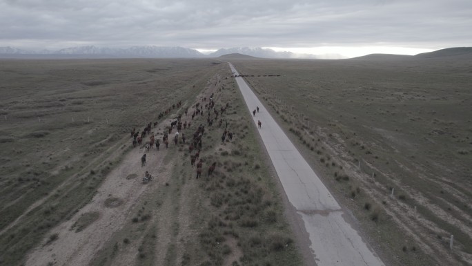 航拍高原万马迁徙