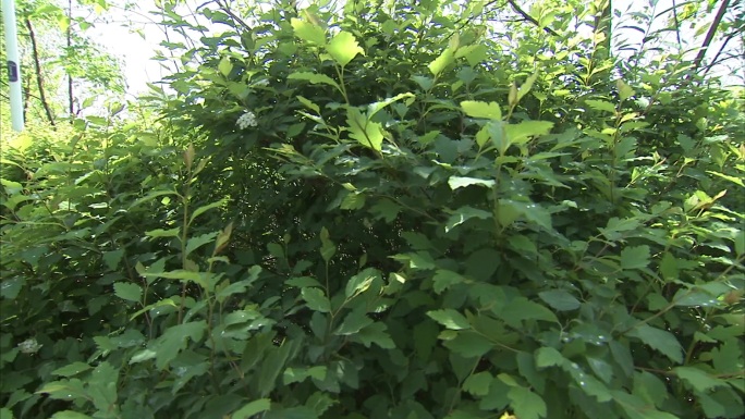 菱叶绣线菊 植株 花期 花 茎